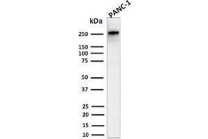 Western Blot Analysis of Human PANC-1 cell lysate using Spectrin beta III Rabbit Recombinant Monoclonal (SPTBN2/2894R).