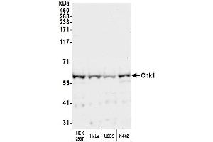 Western Blotting (WB) image for anti-Checkpoint Kinase 1 (CHEK1) (AA 250-300) antibody (ABIN7452793)