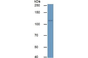 Rabbit Detection antibody from the kit in WB with Positive Control:  Sample Human K562 Cells.