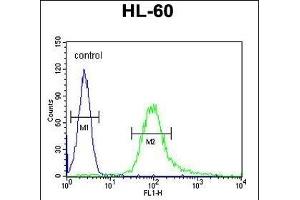 B3GNT4 Antibody (Center) (ABIN654653 and ABIN2844349) flow cytometric analysis of HL-60 cells (right histogram) compared to a negative control cell (left histogram). (B3GNT4 anticorps  (AA 233-260))