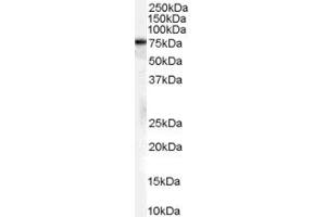 ABIN185659 (2µg/ml) staining of A431 cell lysate (35µg protein in RIPA buffer).
