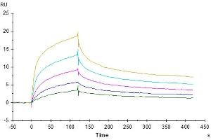 Human GITR, His Tag captured on CM5 Chip via Anti-His Antibody can bind Human GITR Ligand Trimer, hFc Tag with an affinity constant of 4.
