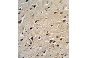 Immunohistochemistry (IHC) image for anti-Ornithine Aminotransferase (OAT) antibody (ABIN3003953)