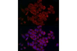 Immunofluorescence analysis of HeLa cells using MCU Rabbit pAb (ABIN7268549) at dilution of 1:200 (40x lens).