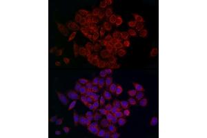Immunofluorescence analysis of HeLa cells using MCU Rabbit pAb (ABIN7268549) at dilution of 1:200 (40x lens). (MCU anticorps  (AA 1-351))