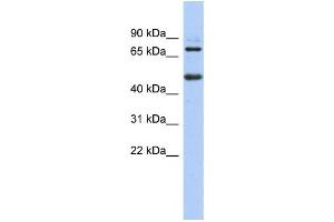 Western Blotting (WB) image for anti-Zinc Finger and BTB Domain Containing 26 (ZBTB26) antibody (ABIN2458402) (ZBTB26 anticorps)