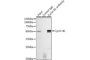 Immunoprecipitation analysis of 300 μg extracts of HeLa cells using 3 μg Cyclin B1 antibody (ABIN7266553).