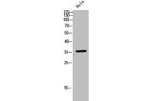 Western Blot analysis of HeLa cells using Olfactory receptor 2D3 Polyclonal Antibody (OR2D3 anticorps  (C-Term))