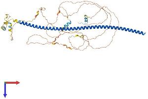 AlphaFold protein structure predicition of Mouse Recombinant Begain Protein, UniprotID Q68EF6