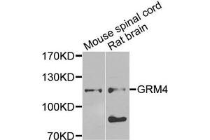 Western blot analysis of extracts of mouse spinal cord and rat brain cells, using GRM4 antibody. (Metabotropic Glutamate Receptor 4 anticorps)