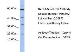 WB Suggested Anti-LMO2  Antibody Titration: 0. (LMO2 anticorps  (N-Term))