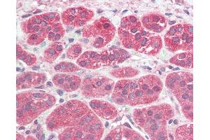 Anti-PEN2 antibody IHC of human adrenal. (PEN2 anticorps  (N-Term))