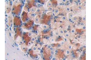IHC-P analysis of Mouse Stomach Tissue, with DAB staining. (Aconitase 1 anticorps  (AA 527-719))
