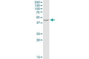 ADA MaxPab rabbit polyclonal antibody. (ADA anticorps  (AA 1-363))