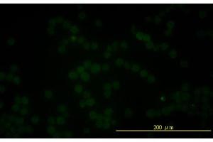 Immunofluorescence of monoclonal antibody to FOLH1 on K-562 cell .