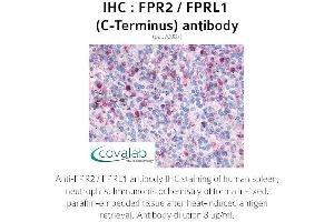 Image no. 2 for anti-Formyl Peptide Receptor 2 (FPR2) (C-Term) antibody (ABIN1734457) (FPR2 anticorps  (C-Term))