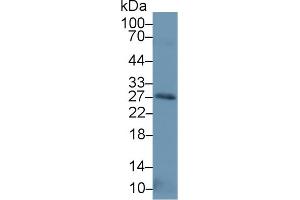 Western Blot; Sample: Human Placenta lysate; Primary Ab: 1µg/ml Rabbit Anti-Human NT3 Antibody Second Ab: 0. (Neurotrophin 3 anticorps  (AA 21-138))