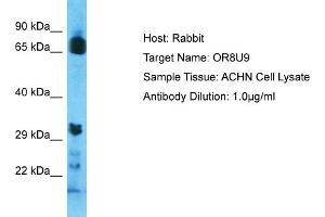Host: Rabbit Target Name: OR8U9 Sample Type: ACHN Whole Cell lysates Antibody Dilution: 1. (OR8U9 anticorps  (C-Term))