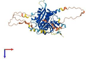 AlphaFold protein structure predicition of Human Recombinant ATG4D Protein, UniprotID Q86TL0