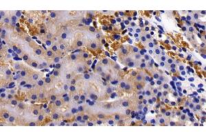Detection of GYPA in Mouse Kidney Tissue using Polyclonal Antibody to Glycophorin A (GYPA) (CD235a/GYPA anticorps  (AA 1-108))
