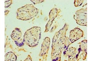 Immunohistochemistry of paraffin-embedded human placenta tissue using ABIN7156743 at dilution of 1:100 (IL1R1 anticorps  (AA 18-320))