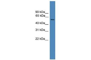WB Suggested Anti-FAM71A Antibody Titration: 0. (FAM71A anticorps  (C-Term))