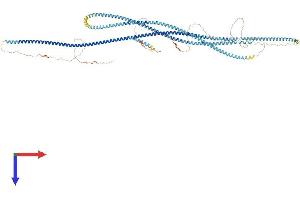 AlphaFold protein structure predicition of Mouse Recombinant Sycp1 Protein, UniprotID Q62209