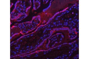 IF analysis of ATP5F1A using anti-ATP5F1A antibody (ABIN7599823). (ATP5F1A (AA 12-520) anticorps)