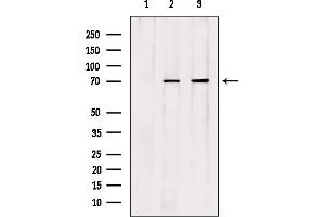 Western blot analysis of extracts from various samples, using Cdc16 Antibody. (CDC16 anticorps  (Internal Region))