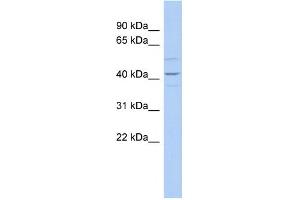 WB Suggested Anti-WNT2 Antibody Titration:  0. (WNT2 anticorps  (Middle Region))