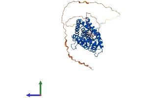 AlphaFold protein structure predicition of Human Recombinant RARB Protein, UniprotID P10826