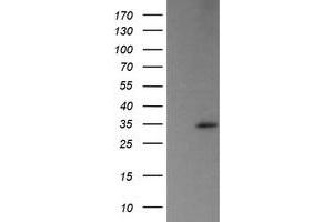 Image no. 9 for anti-Trafficking Protein Particle Complex 4 (TRAPPC4) antibody (ABIN1501263)