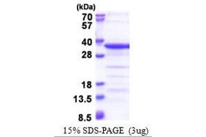 SDS-PAGE (SDS) image for TAF15 RNA Polymerase II, TATA Box Binding Protein (TBP)-Associated Factor, 68kDa (TAF15) (AA 148-406) protein (His tag) (ABIN5853424) (TAF15 Protein (AA 148-406) (His tag))