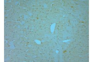 IHC on paraffin sections of mouse olfactory bulb tissue using Goat antibody to NOS1: . (NOS1 anticorps  (C-Term))