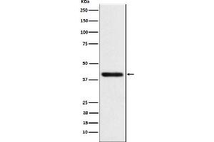 Western blot analysis of TMOD2 expression in SH-SY5Y cell lysate.