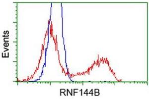 Image no. 1 for anti-Ring Finger Protein 144B (RNF144B) (AA 1-256) antibody (ABIN1490644) (RNF144B anticorps  (AA 1-256))