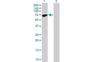 Western Blot analysis of ZNF317 expression in transfected 293T cell line by ZNF317 MaxPab polyclonal antibody. (ZNF317 anticorps  (AA 1-595))