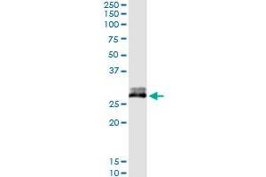 Immunoprecipitation of CFHR2 transfected lysate using anti-CFHR2 MaxPab rabbit polyclonal antibody and Protein A Magnetic Bead , and immunoblotted with CFHR2 purified MaxPab mouse polyclonal antibody (B02P) .