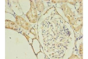 Immunohistochemistry of paraffin-embedded human kidney tissue using ABIN7175077 at dilution of 1:100 (C1ORF53 anticorps  (AA 46-116))