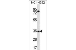 TSGA13 Antibody (C-term) (ABIN656582 and ABIN2845844) western blot analysis in NCI- cell line lysates (35 μg/lane). (TSGA13 anticorps  (C-Term))