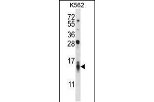 Western blot analysis in K562 cell line lysates (35ug/lane). (CCL15 anticorps  (C-Term))