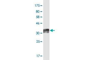 Western Blot detection against Immunogen (31.