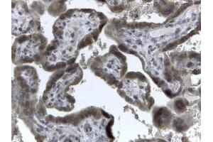 ABIN184972 (2µg/ml) staining of paraffin embedded Human Placenta. (EVC2 anticorps  (C-Term))