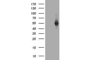 Image no. 3 for anti-TAP Binding Protein-Like (TAPBPL) antibody (ABIN1501301) (TAPBPL anticorps)