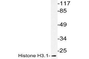 Western blot analysis of Histone H3. (Histone H3.1 anticorps)