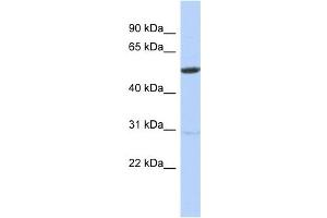 WB Suggested Anti-ZNF529 Antibody Titration:  0. (ZNF529 anticorps  (N-Term))