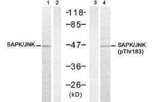 Western blot analysis of extracts from 293 cell using SAPK/JNK (Ab-183) Antibody (E021241, Lane 1, 2) and SAPK/JNK (phospho-Thr183) antibody (E011249, Lane3, 4). (SAPK, JNK (pThr183) anticorps)