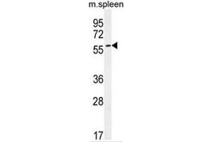 CE037 Antibody (C-term) western blot analysis in mouse spleen tissue lysates (35µg/lane). (POC5 anticorps  (C-Term))