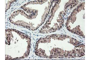 Image no. 7 for anti-NIF3 NGG1 Interacting Factor 3-Like 1 (NIF3L1) antibody (ABIN1496618) (NIF3L1 anticorps)