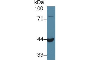 Western Blot; Sample: Mouse Kidney lysate; Primary Ab: 1µg/ml Rabbit Anti-Rat ACP6 Antibody Second Ab: 0. (ACP6 anticorps  (AA 33-413))